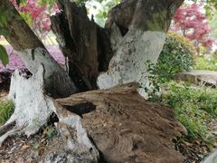 -九科绿洲