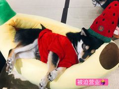 -逗柴咖啡屋·狗咖猫咖宠物桌游