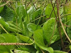 -广西壮族自治区药用植物园