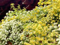 -苏州文庙(姑苏区)