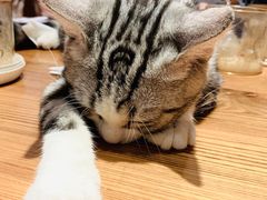 -猫小院猫主题餐厅(三里屯店)