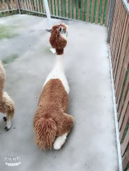 -萌宠亲子动物乐园(槐房万达店)