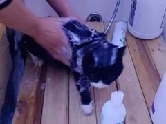 -喵百万·布偶·蓝金金渐层英短·猫舍(百子湾店)