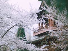 -西安青龙寺遗址景区