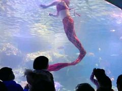 -沙沙哗啦海洋馆(华宇百花谷店)