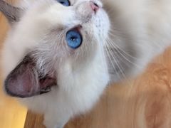 -momokira米努特·德文卷毛猫·棉花面纱犬