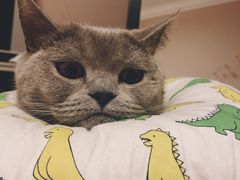 -仁普宠物诊所(住友昌盛新苑店)