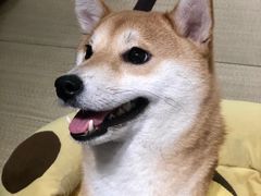 -逗柴咖啡屋·狗咖猫咖宠物桌游
