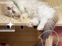 -momokira米努特·德文卷毛猫·棉花面纱犬