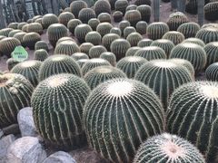 -南山植物园