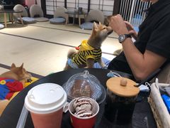 -逗柴咖啡屋·狗咖猫咖宠物桌游