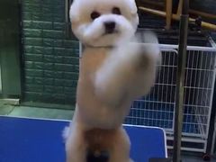 -我爱吾宠宠物美容院(朝阳路店)