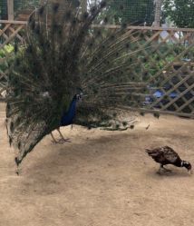 -萌宠亲子动物乐园(槐房万达店)