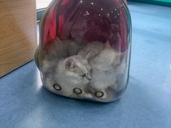 -博特宠物医院24h犬猫全科.骨科·异宠