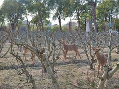 -不觉晓CAMPING(上海迪士尼营地店)