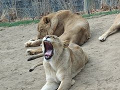 -北京野生动物园