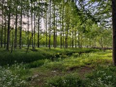 -黄海国家森林公园