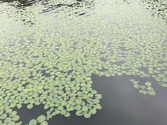 -荔湾湖公园