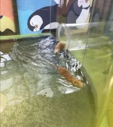 -七巧国萌宠乐园(龙湖天街店)