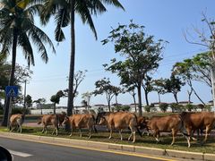 -三亚海棠湾万丽度假酒店