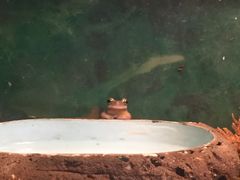 -上海大自然野生昆虫馆(东方明珠·爬宠昆虫探索中心)
