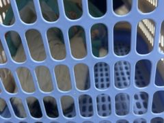 -宠物星动物医院·眼科·异宠·猫科(江南大道总院)