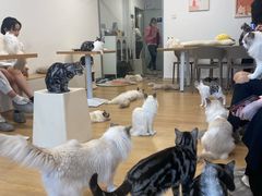 -有喵·猫咖·狗咖·30几只猫10只小狗(岗厦店)