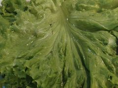 -味芝树·牛排烤肉自助(海亮店)