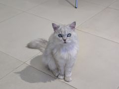 -怪兽屋·羊驼·猫咖·狗咖(俊华广场店)