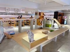 -more than meow吴止猫主题餐厅(承德 中船汇店)