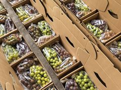 -马陆小张葡萄园农家乐