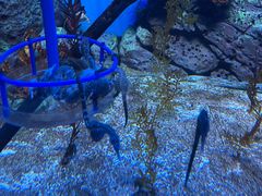 -上海海洋水族馆