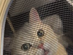 -瑞派伍一宠物医院·眼科·骨科·猫科转诊中心(马王堆院)