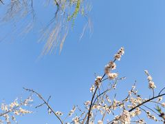 -大兴滨河森林公园