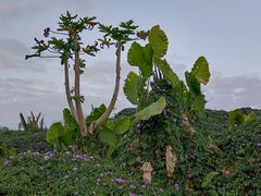 -长洲岛