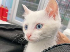 -纳吉亚猫专科动物诊疗中心(蒋宅口分院)
