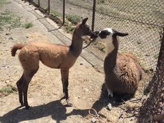-新疆天山野生动物园