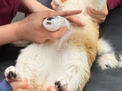 -伟伟宠物医院·CT影像中心·瑞派犬猫综合性门诊(汉口总院)
