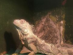-上海大自然野生昆虫馆