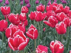 -玄武湖景区-情侣园游乐场