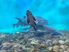 -太平洋海底世界