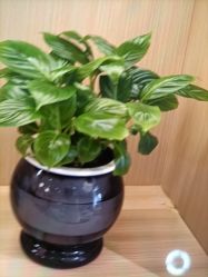 -Dr.林醫生产后修复·配方产康(南京江宁万达店)