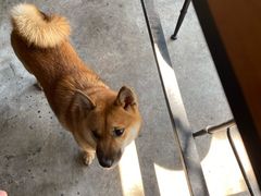 -柴犬高等学院·狗咖·柴犬售卖·宠物训练