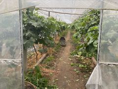 -马陆小张葡萄园农家乐