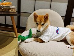 -逗柴咖啡屋·狗咖猫咖宠物桌游