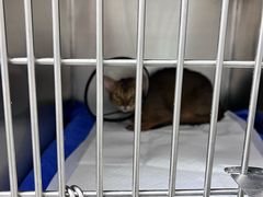 -中农国际动物医院24小时·猫科·骨科·急重症中心