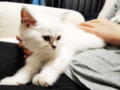-小猫来了·猫舍(红山六九七九店)