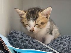 -拜鲁耶动物诊疗中心·宠家动物医院