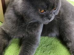 -猫和宫(六道口店)