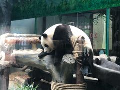 -灵玲国际马戏城